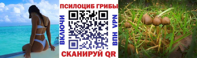 Псилоцибиновые грибы Cubensis сколько стоит Красный Холм